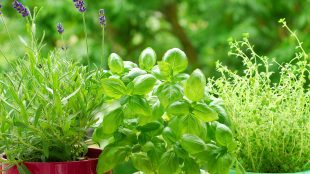 How to grow a herb garden Silver Magazine at Jeremy's Restaurant