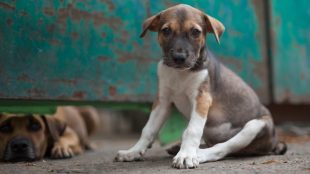 small dirty looking puppy sad on the floor in front of a blue, rusty wall for Unpacking the Emotional Consequences of Witnessing Animal Cruelty via Social Media for silver magazine silvermagazine.co.uk