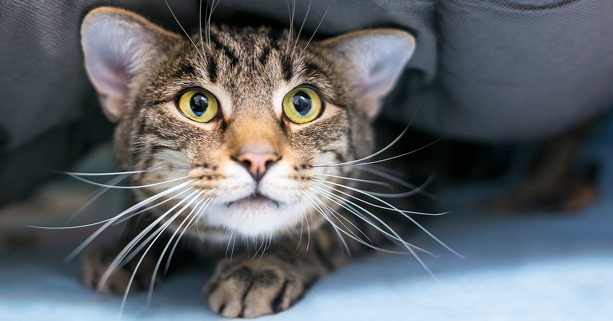 Anxious cat pets in lockdown feature Silver Magazine www.silvermagazine.co.uk