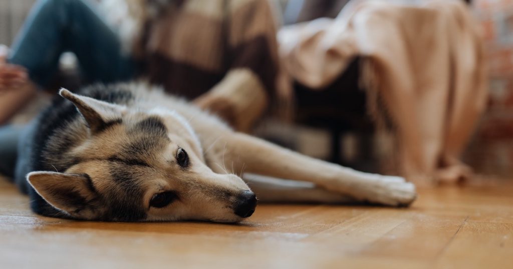 cheap dog enrichment ideas 'prevent dog boredom' on Silver Magazine - www.silvermagazine.co.uk