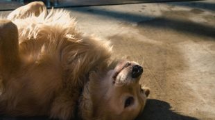 A golden retriever lies on its back on concrete, basking in sunlight that illuminates its fluffy belly. Comparing dog insurance plans: key factors to evaluate, silver magazine, silvermagazine.co.uk