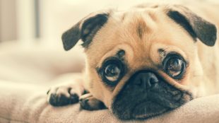 Pugs are pften stolen - article about dog theft on Silver Magazine www.silvermagazine.co.uk