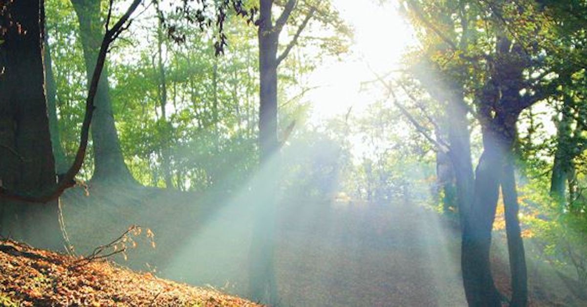 Dedicate a tree to someone this xmas and other charity gifts you can send on Silver - www.silvermagazine.co.uk