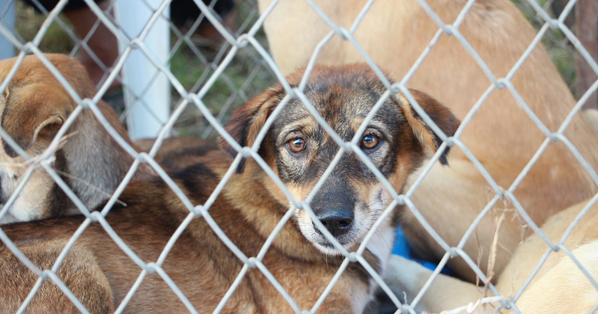 Stolen dog for article about dog theft on Silver Magazine www.silvermagazine.co.uk