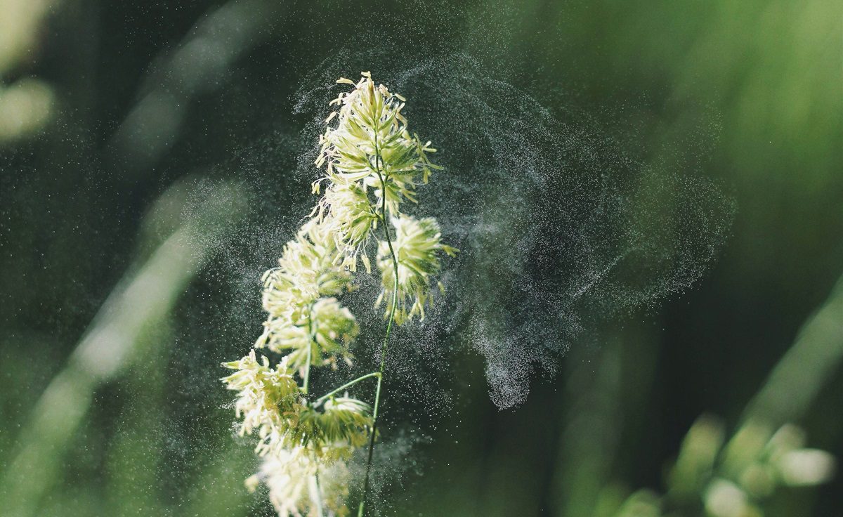 shows flower buds with pollen visibly escaping into the air around them
