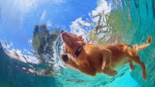 Enrichment activities for dogs - article on Silver Magazine www.silvermagazine.co.uk