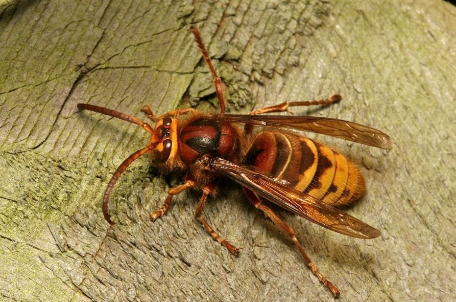 Vespa crabro, European Hornet