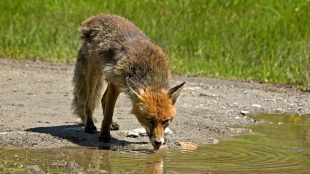 Help wild animals in the drought article on Silver Magazine www.silvermagazine.co.uk