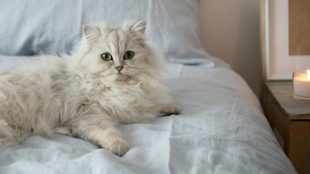 Cream persian cat lounging on a bed, with a candle on the bedside table, looking all chill. How to care for persian cat article on Silver Magazine www.silvermagazine.co.uk