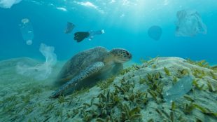 How to save the oceans - article on Silver Magazine www.silvermagazine.co.uk