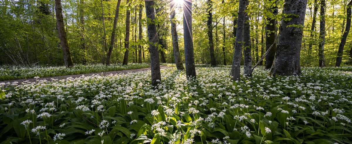 Image shows a forest with loads of wild garlic growing like a carpet, sun shining in background. Late wild garlic best wild garlic recipes Silver Magazine www.silvermagazine.co.uk