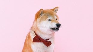 Oh man what can I tell you. This is a picture of a dog on a pink backgroun that has literally no fucking connection to the article but will make sighted people stop. If you've got this far this is a good article about someone who has been fucked over by the medical community