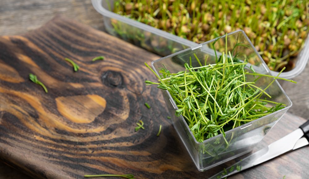 Microgreens. Lentil sprouts on a wooden background. microgreens article Silver Magazine www.silvermagazine.co.uk