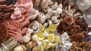 Mushrooms for nutrition article on Silver Magazine www.silvermagazine.co.uk