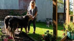 Woman feeding sheep in garden.