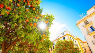 Orange trees in Valencia, Spain. Orange groves in Iberia article Silver Magazine www.silvermagazine.co.uk