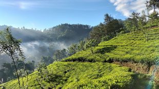 View of Pekoe Trail in Sri Lankan Hills. Lush mountains and walking trail