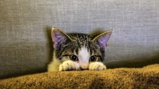 Cat poking up from a blanket with its paws in front of its face. Cat quiz on Silver.