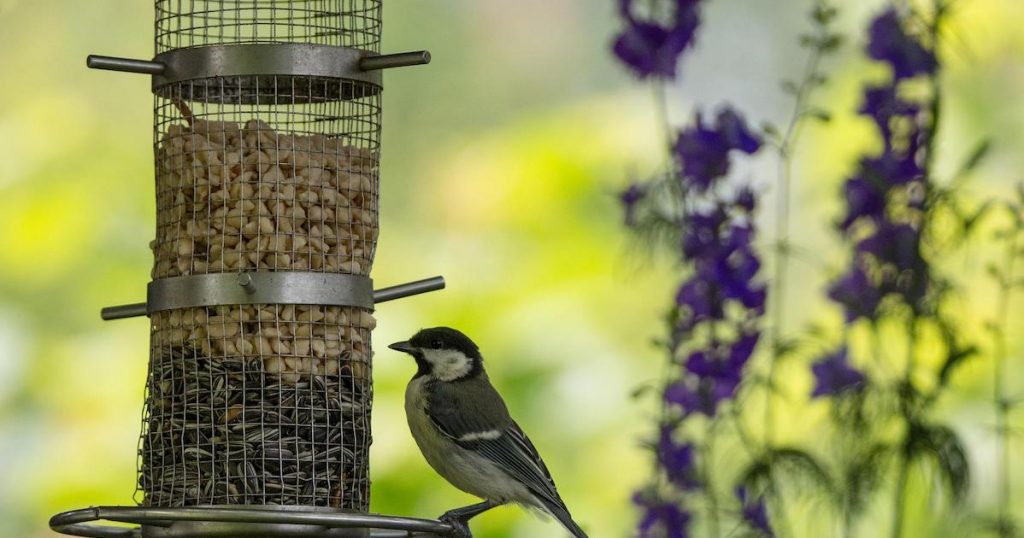 Tips to protect wildlife in heat on Silver - www.silvermagazine.co.uk