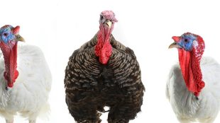 Why we eat turkey at Christmas Silver MAgazine www.silvermagazine.co.uk