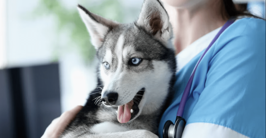 grey and white husky dog with blue eyes in the arms of a veterinarian wearing blue scrubs and a stethoscope, comparing dog insurance plans: key factors to evaluate, silver magazine, silvermagazine.co.uk